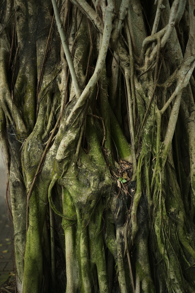 ELCAN 66mm f/2 photo sample — aerial roots of a Hong Kong banyan tree in green and grey