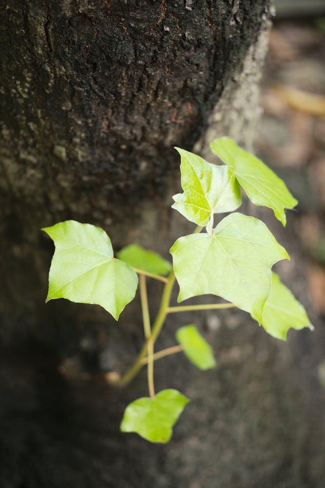 ELCAN 66mm f/2 photo sample — young green tung tree leaves against dark bark, shallow depth of field