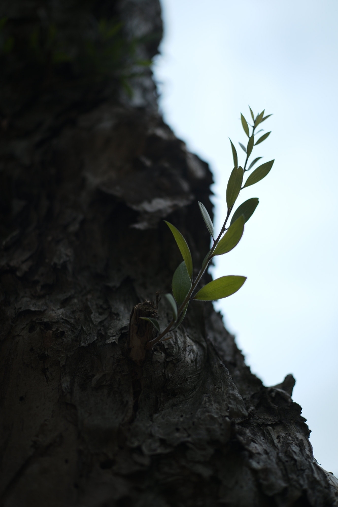 ELCAN 66mm f/2 photo sample — a single leafed branch silhouetted against a pale sky