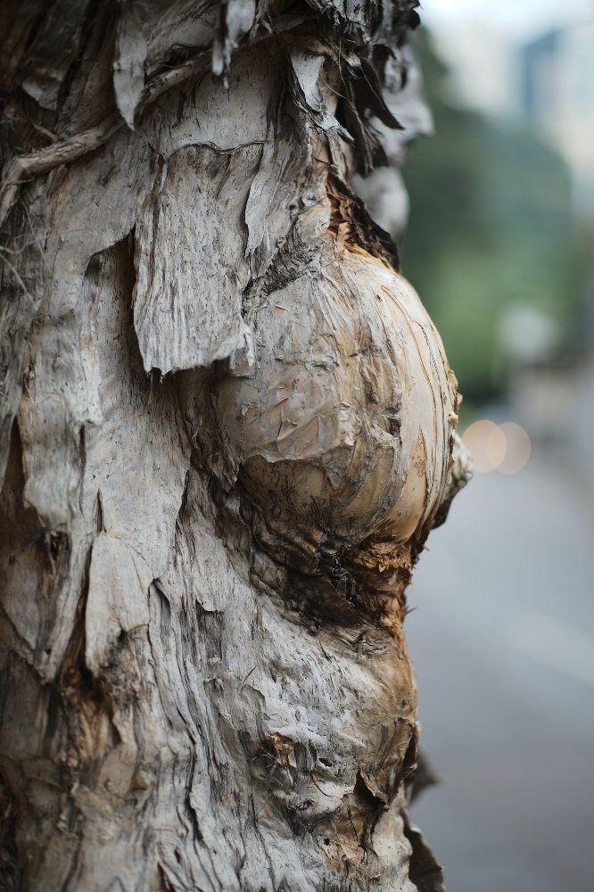 ELCAN 66mm f/2 photo sample — peeling bark of a paperbark tree with a street falling away behind it